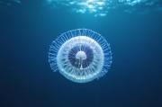 水下声呐目标分类，技术进展与挑战