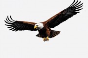 Falcon模型，下一代开源大语言模型的崛起