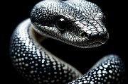 Mojo语言，融合Python易用性与系统级性能的新星