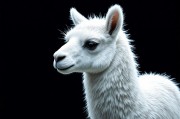 LlamaIndex，革新知识检索的未来